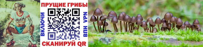 даркнет сайт  Сковородино  Галлюциногенные грибы Psilocybine cubensis 